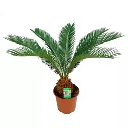 Cycas Revoluta C17