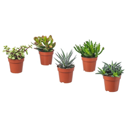 SUCCULENT Zasađena biljka, raznovrsno, 9 cmPrikaži specifikacije mera