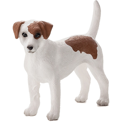 Moj Jack Russell terier