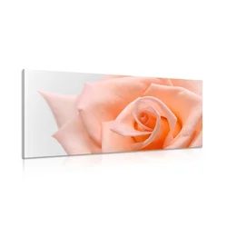 Slika vrtnica v barvi breskve - 80x40
