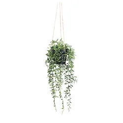 Veštačka Biljka Senecio Herreianus