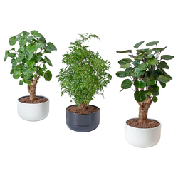 POLYSCIAS Biljka u saksiji sa saksijom, bonsai/odabrane boje, 14 cm