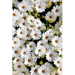 CONCEPTUM HYPNOSE Tepih (60 x 100) HMNT521