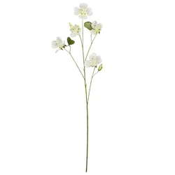 Ukrasna Grančica 108cm Bauhinia
