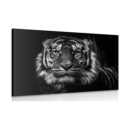 Slika tiger v črnobeli izvedbi - 30x20
