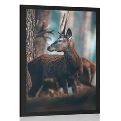 Plakat jelen v borovem gozdu - 30x45 silver