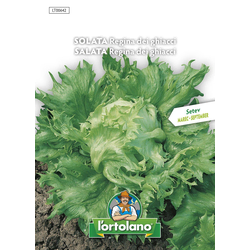 Solata Glavnata Regina - 5g