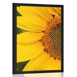 Plakat rumena sončnica - 30x45 white