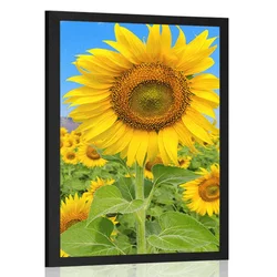 Plakat polje polno sončnic - 60x90 black