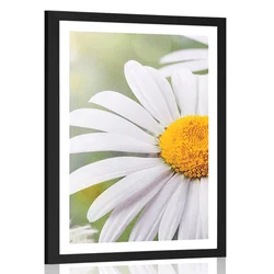 Plakat s paspartujem cvetovi ivanjščice - 40x60 no frame