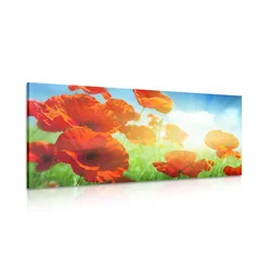 Slika mak na travniku - 60x30
