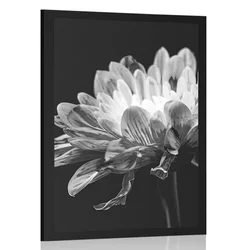 Plakat črnobela marjetica - 60x90 no frame