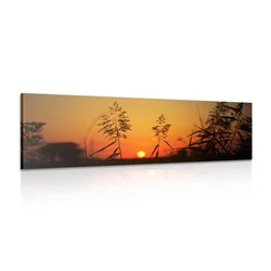 Slika stebla trave ob sončnem zahodu - 120x40