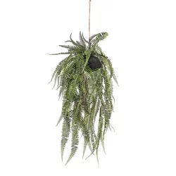 Viseča praprot v žogi d70cm - 51 do 70 cm