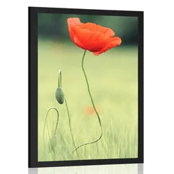 Plakat samotni mak - 60x90 no frame