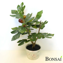 Figa drevo 46 - zelena - 25 do 50 cm