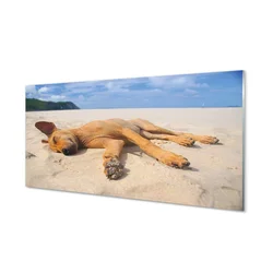 tulup.si Slika na akrilnem steklu Leži pasjo plažo 100x50 cm 2 obešalnika