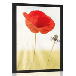 Plakat divji mak - 40x60 no frame