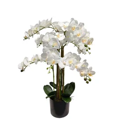 Umetna orhideja bela 80 cm Lia real touch - bela - 76 do 100 cm - 31 do 50 cm