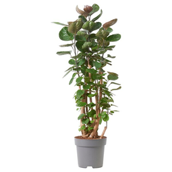 POLYSCIAS Biljka u saksiji, aralija/raznovrsno, 24 cm