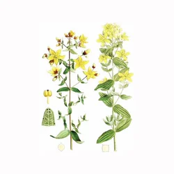 Kantarion (Hypericum perforatum), 100g