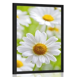 Plakat spomladanski travnik poln rož - 20x30 no frame