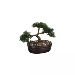 Biljka u saksiji Bonsai 23cm
