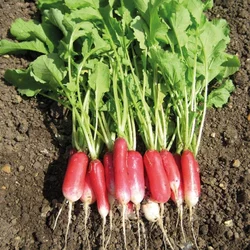 REDKVICA FLAMBOYANT3 BIG PACK 20gr