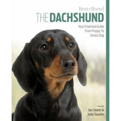 Dachshund Best of Breed