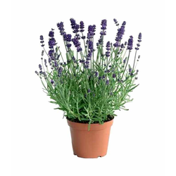 Ukrasna biljka Lavandula angustifolia