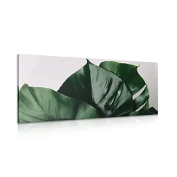 Slika list monstere - 80x40