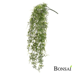 Plezalka praprot 80 cm UV
