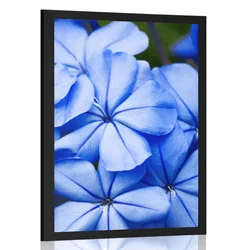 Plakat divje modre rože - 30x45 black