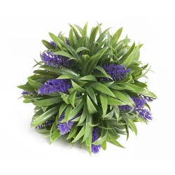 Lilium lavanda lopta uv 19cm 569033