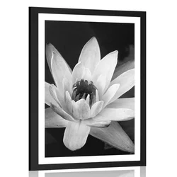 Plakat s paspartujem črnobel lokvanj - 30x45 no frame