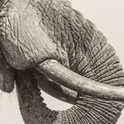 White Elephant - World Elephant Day (LP)