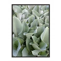shumee PLAKAT V OKVIRJU 53x73 cm Listi P1039