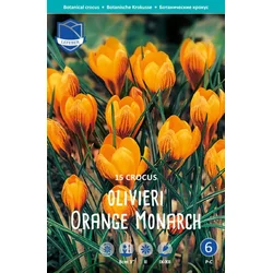 Čebulice krokus Orange monarch, 15 kosov