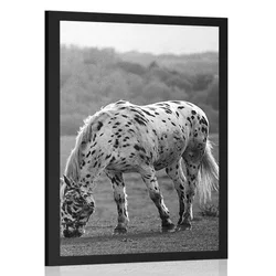 Plakat konj na travniku v črnobeli varianti - 40x60 no frame