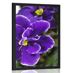 Plakat vijolica - 30x45 no frame