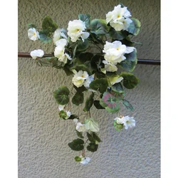 Lilum muškatla lozica, dužina 65 cm