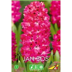 Čebulice Hijacinta Jan Bos rdeča, 3 kosi