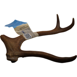 Jama Cel kos rogovja severnega jelena - XL (120-150g)