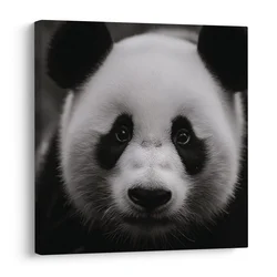 Slika panda na črnem ozadju - 20x20