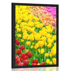 Plakat vrt poln tulipanov - 60x90 no frame