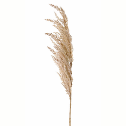 Veštačka grana cveća Pampas, 100cm, Beli