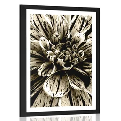 Plakat s paspartujem eksotična dalija v sepia varianti - 60x90 no frame