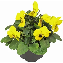 Rogata Mačeha različnih barv O lončka pribl. 9 cm Viola cornuta
