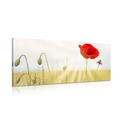 Slika divji mak - 120x60