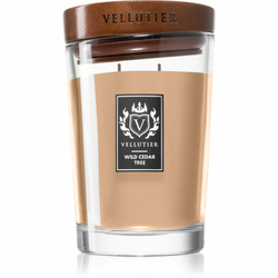 Vellutier Wild Cedar Tree dišeča sveča 515 g